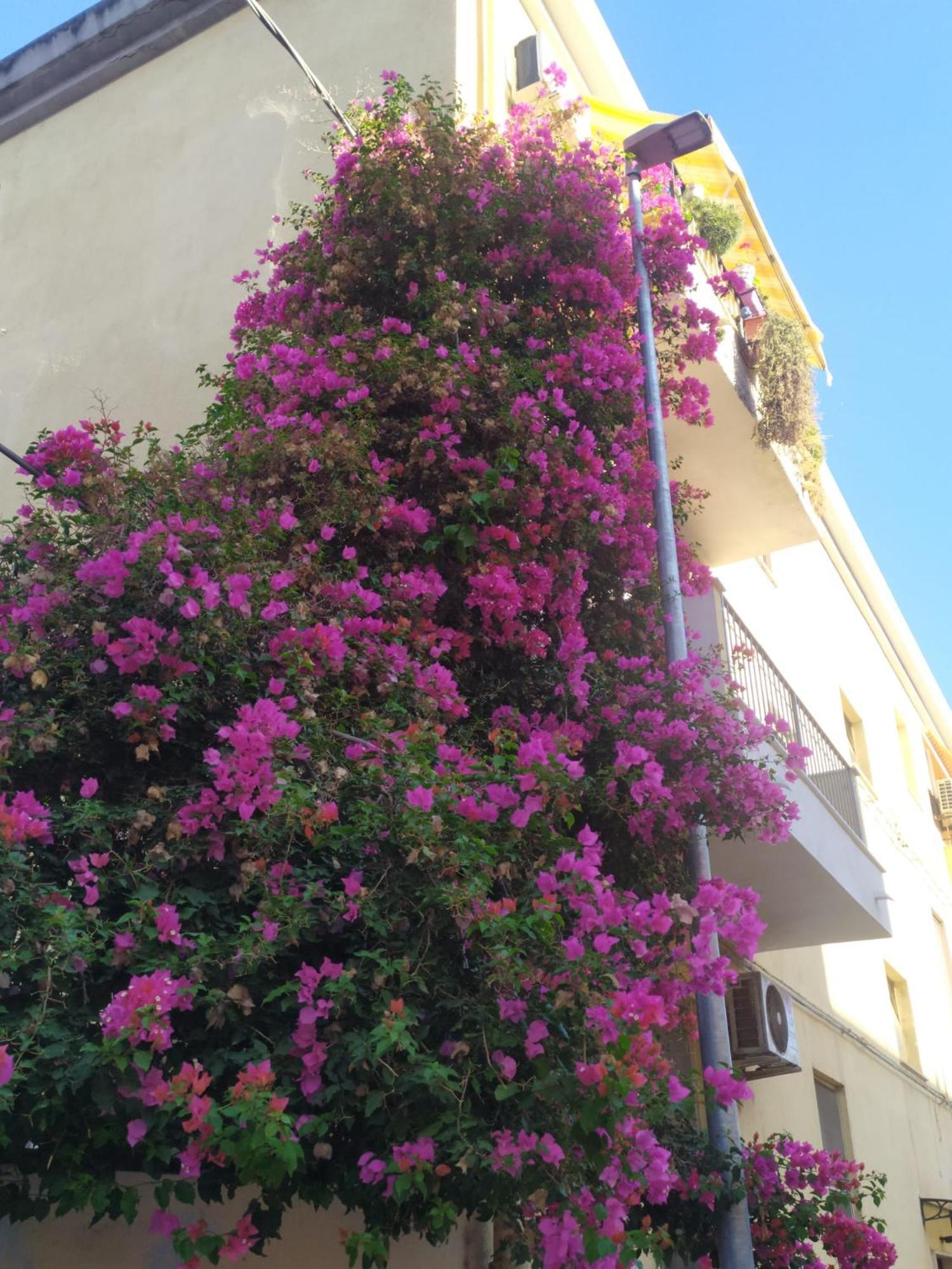 Lormar House Apartment Oristano Ngoại thất bức ảnh